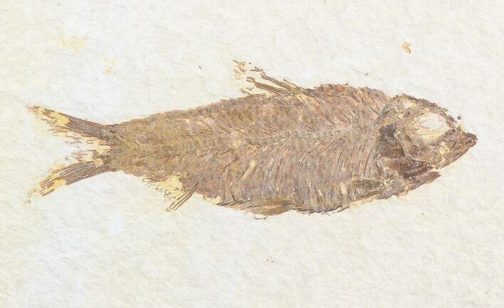 Detailed, Knightia Fossil Fish - Wyoming #48187
